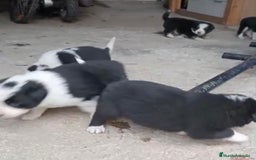 Border Collie perros en venta: Border collie  - Imagen 8