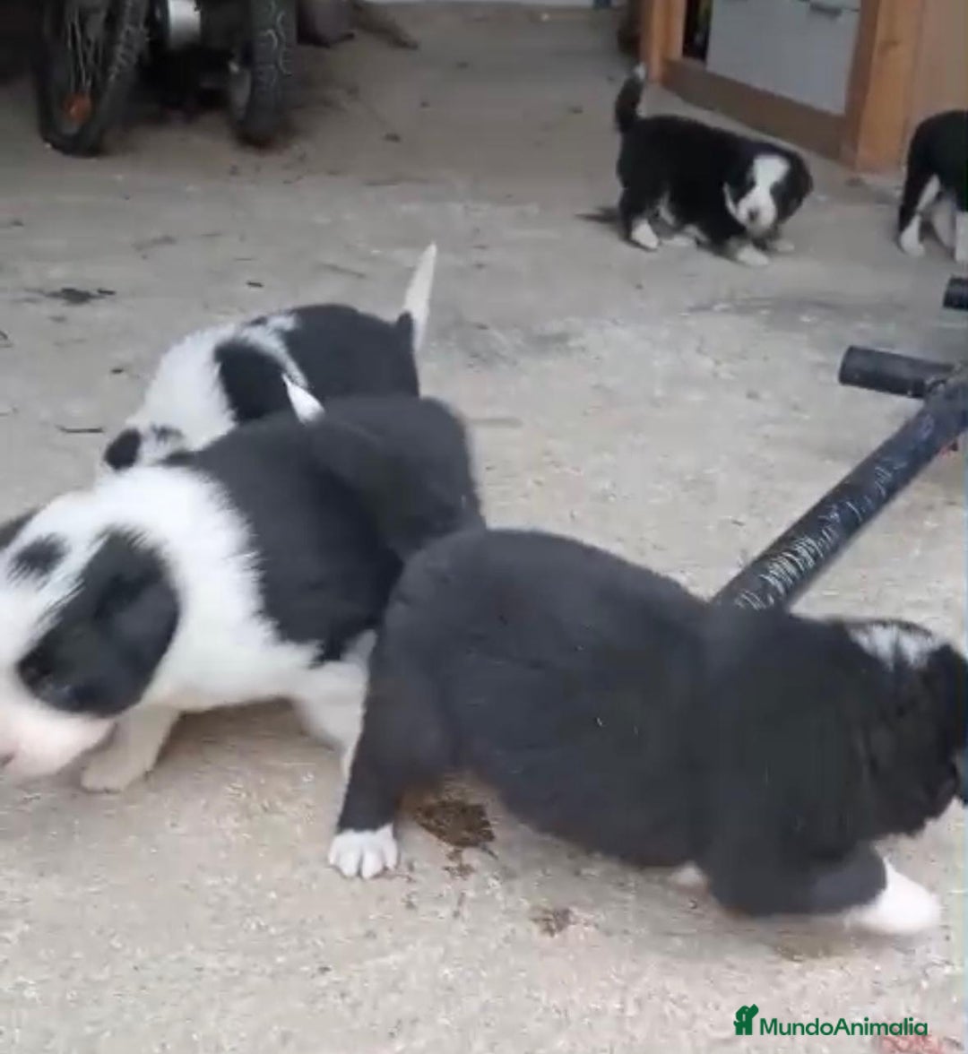 Border Collie perros en venta: Border collie  - Imagen 8