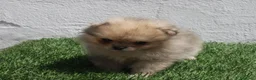 Pomerania perros en venta: Pomerania - Anuncio 6