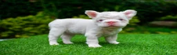 Bulldog Francés perros en venta: Bulldog Fluffys y big rope  - Anuncio 2