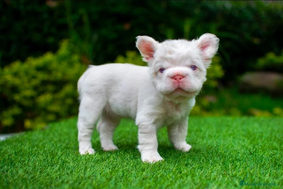 Bulldog Francés perros en venta: Bulldog Fluffys y big rope  - Anuncio 2