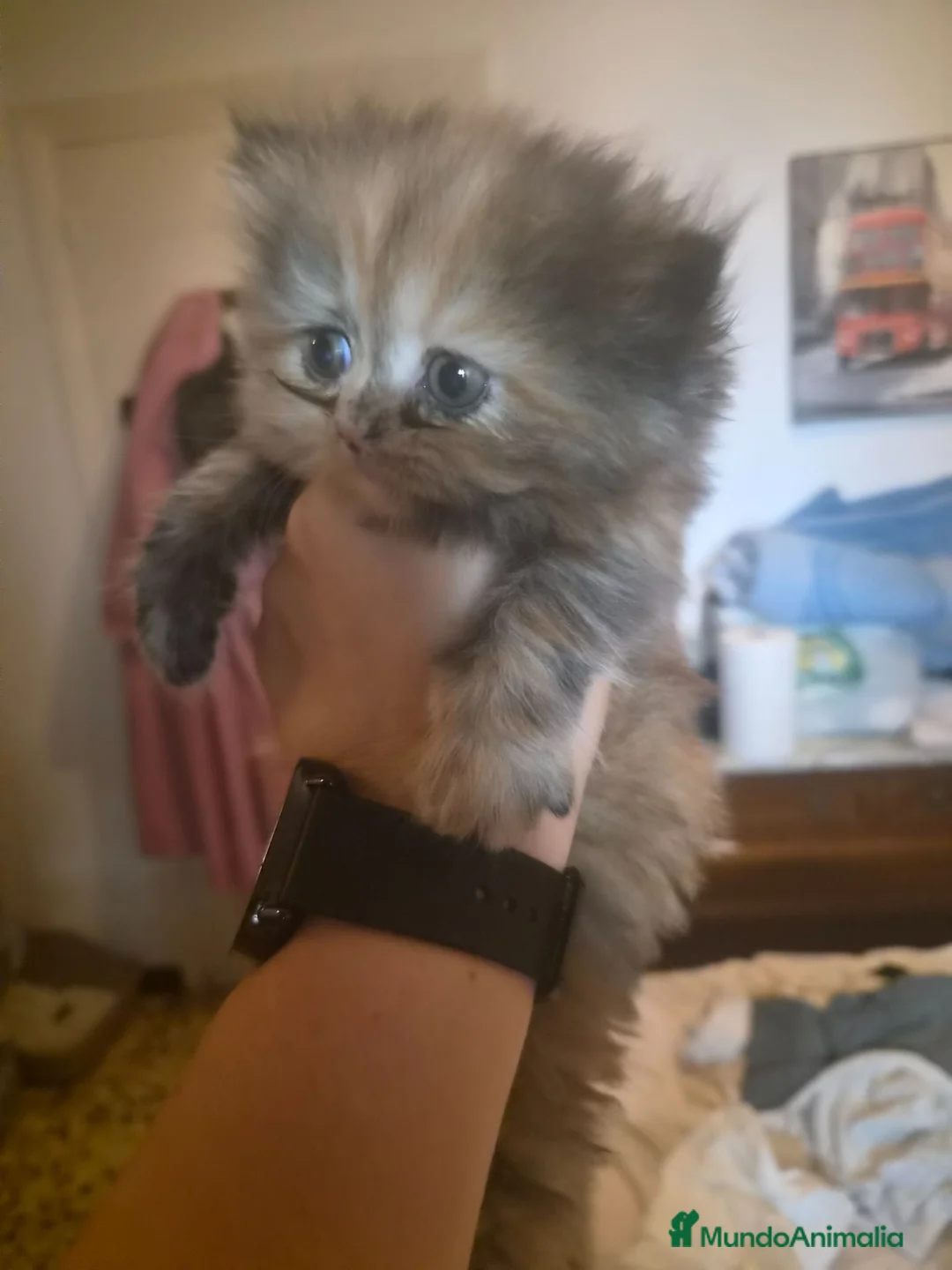Persa gatos en venta: Gatos persas  - Anuncio 1