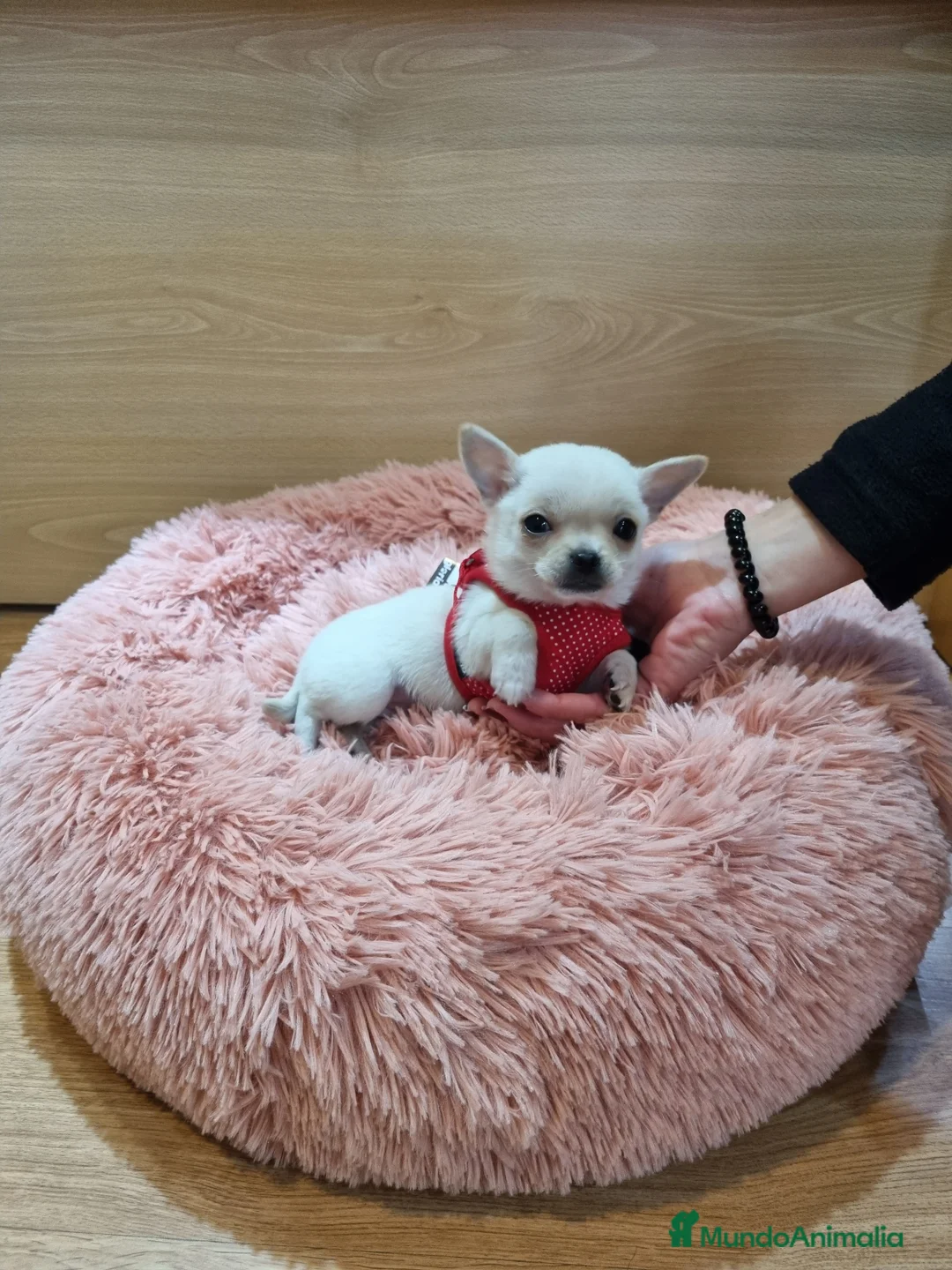 Chihuahua perros en venta: Espectaculares chihuahuas toy en Barcelona - Anuncio 3