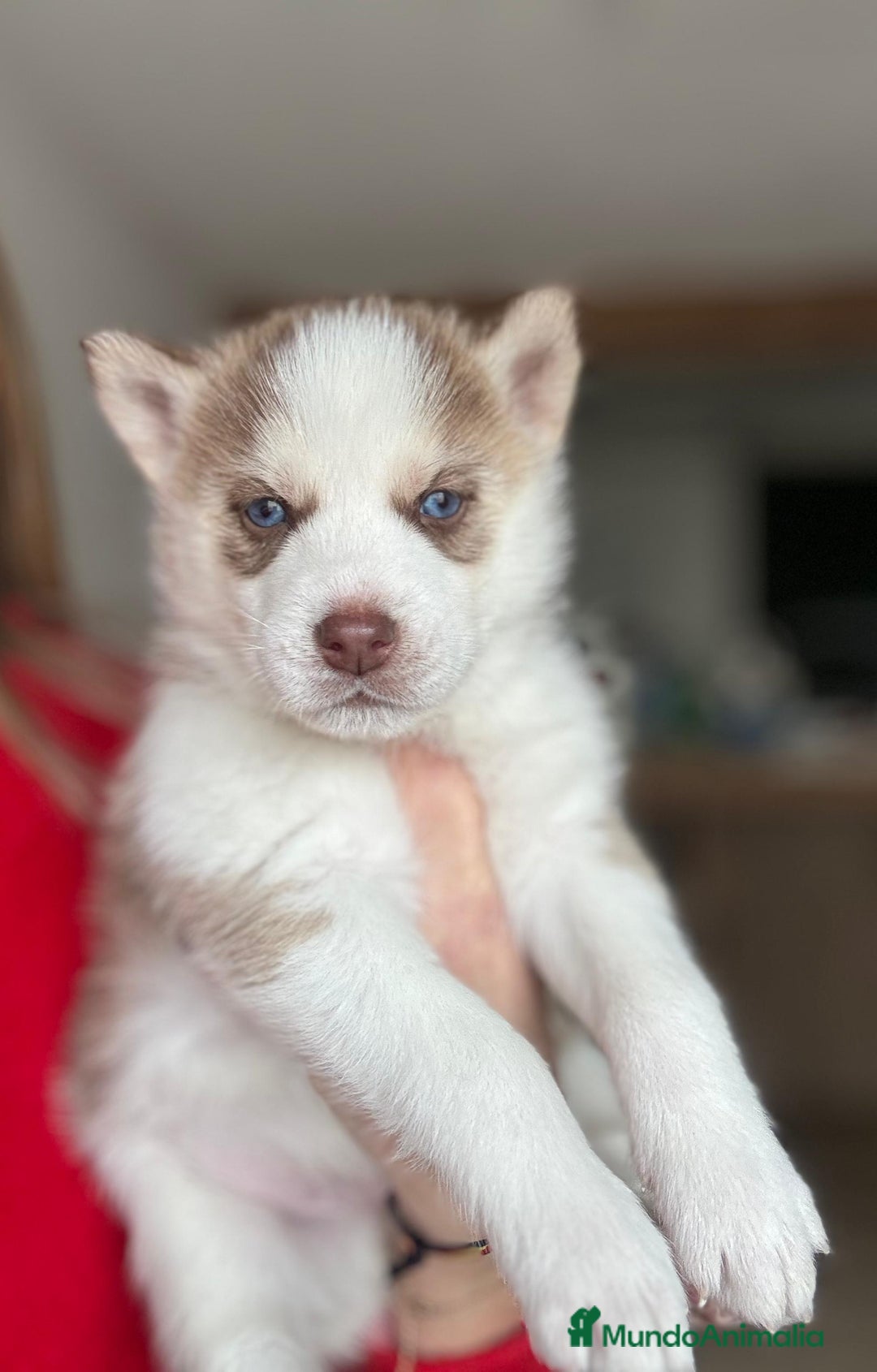 Husky Siberiano perros en venta: Husky siberiano último cachorro!! - Anuncio 1