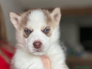 Husky Siberiano perros Husky siberiano último cachorro!! - Anuncio 1