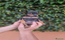 Pinscher Miniatura perros en venta: MINI PINCHER TOY - Imagen 5