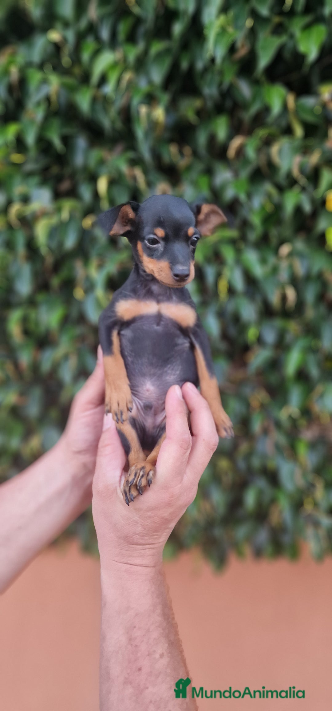 Pinscher Miniatura perros en venta: MINI PINCHER TOY - Imagen 5