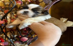 Shih Tzu perros en venta: Shih tzu Macho Disponible  - Imagen 3