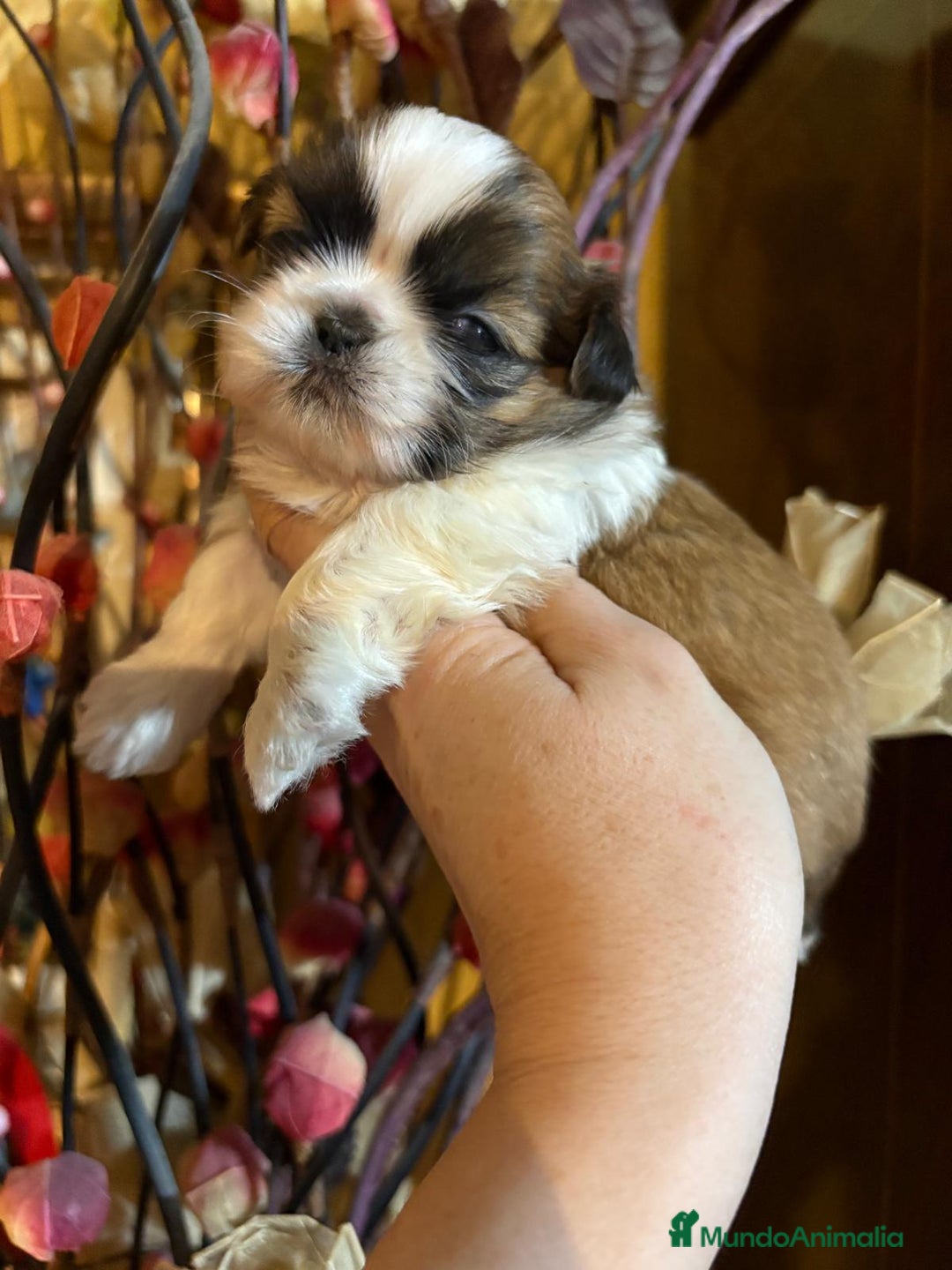 Shih Tzu perros en venta: Shih tzu Macho Disponible  - Imagen 3