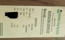 Border Collie perros en venta: Border collie - Imagen 5