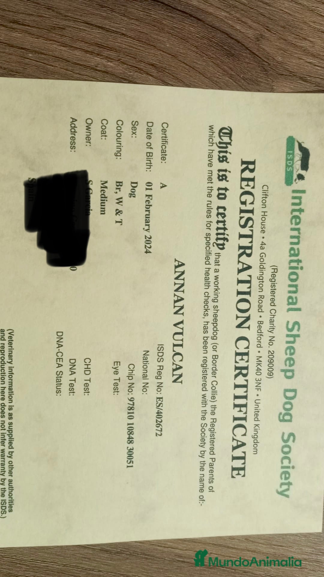 Border Collie perros en venta: Border collie - Imagen 5