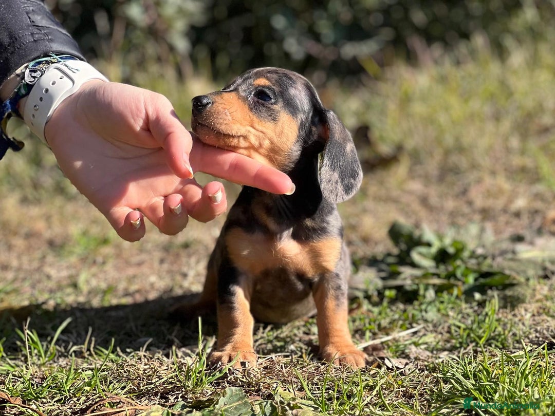 Teckel Miniatura perros en venta: TECKEL MERLE MINIATURA MACHO! en Barcelona - Imagen 3