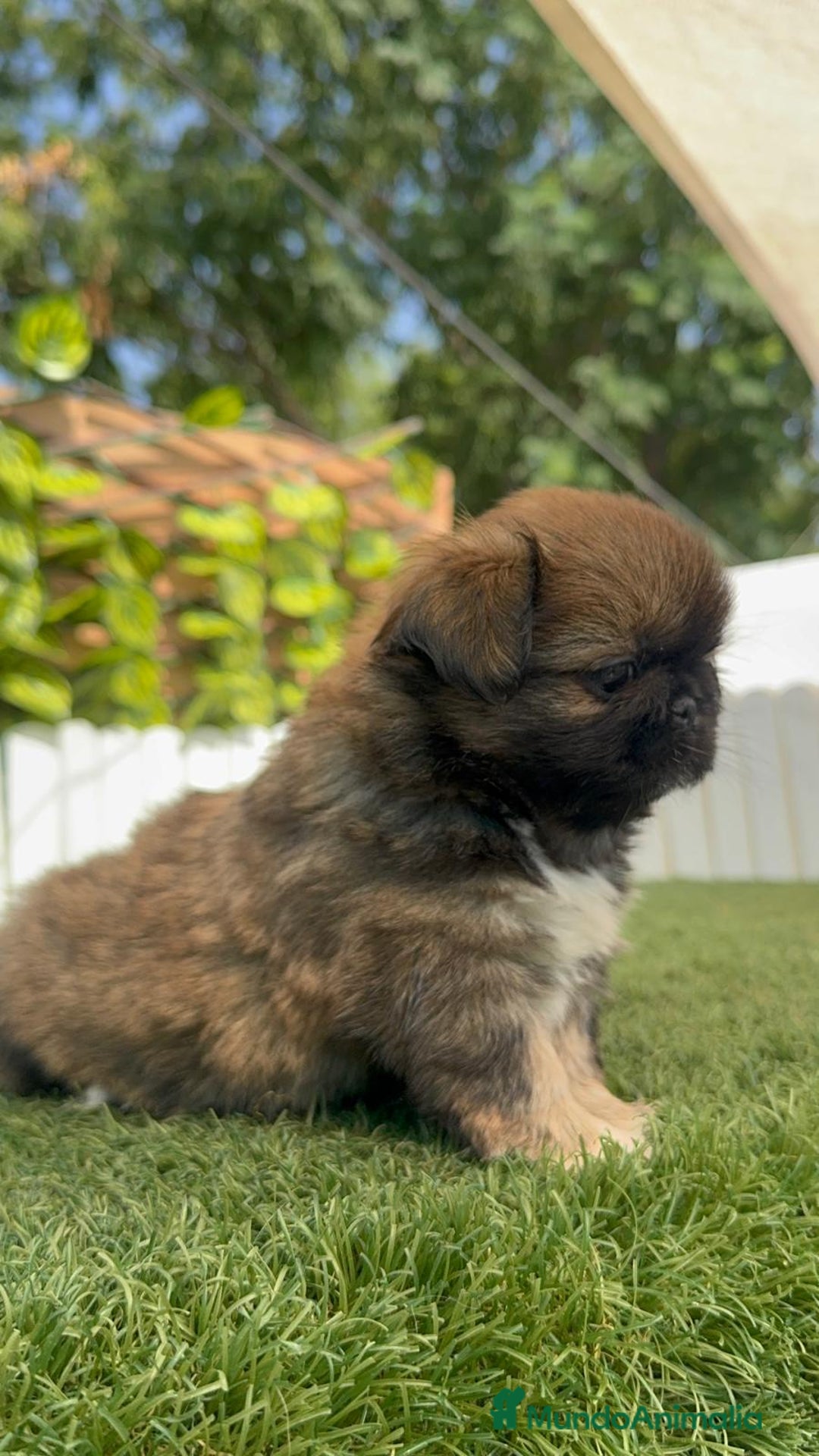 Pekinés perros en venta: PEKINES IMPERIAL HEMBRA - Imagen 21