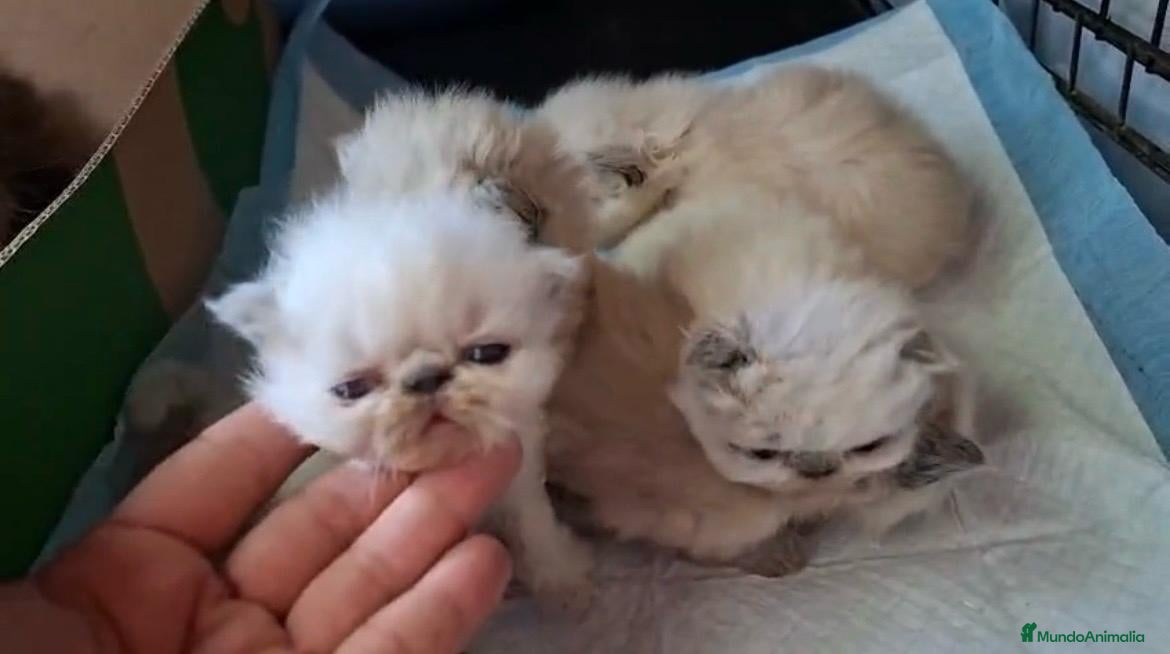 Persa gatos Persas mallorca - Anuncio 1