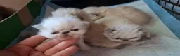 Persa gatos en venta: Persas mallorca - Anuncio 1