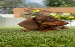 Teckel perros en venta: TECKEL HEMBRA CHOCOLATE MINIATURA  - Imagen 20