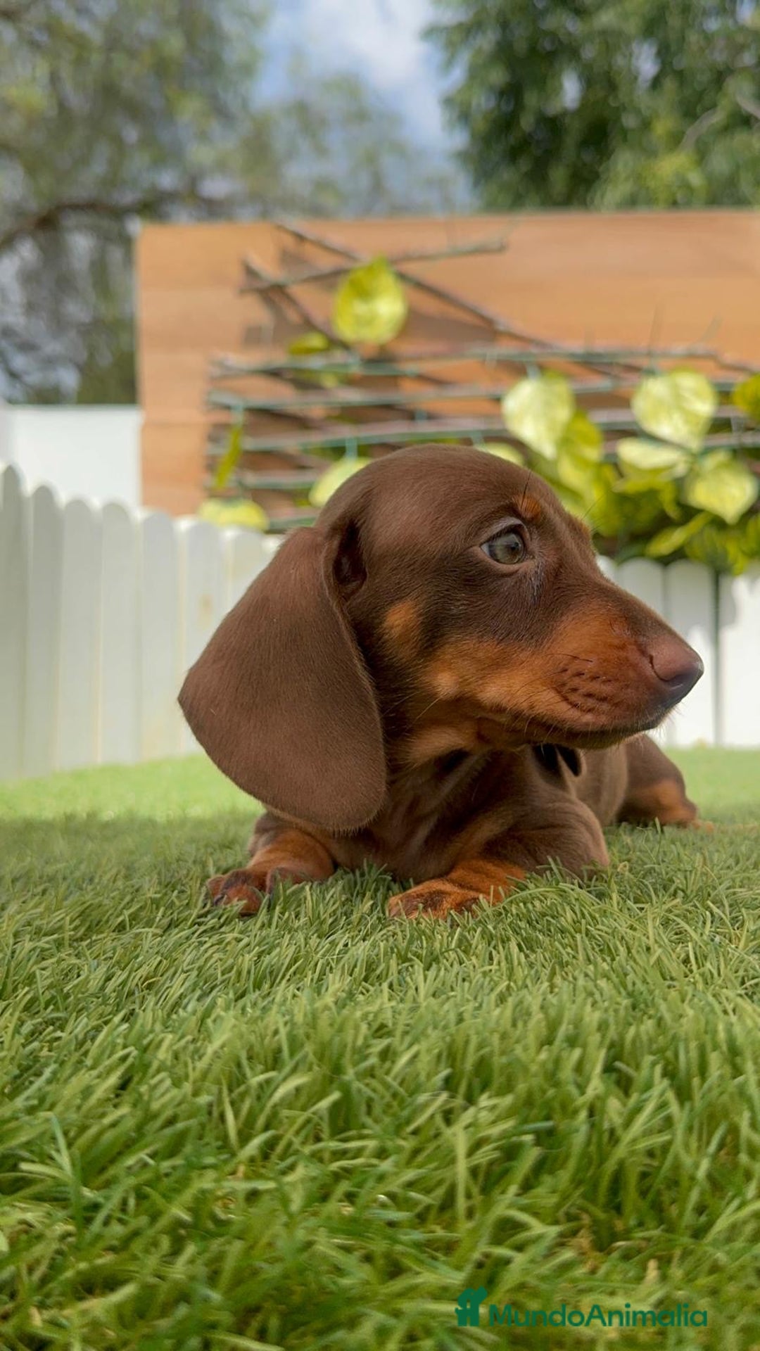 Teckel perros en venta: TECKEL HEMBRA CHOCOLATE MINIATURA  - Imagen 20