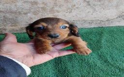 Teckel Miniatura perros en venta: Cachorro macho teckel  - Anuncio 4