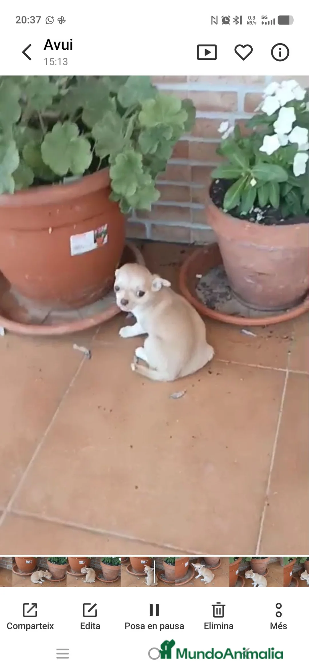 Chihuahua perros en venta: Chihuahua toy crema hembra y macho  - Anuncio 2