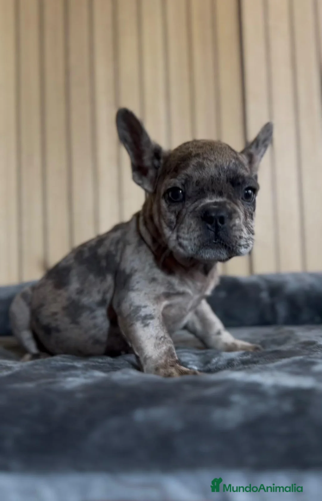 Bulldog Francés perros en venta: Bulldog francés blue merle - Anuncio 2