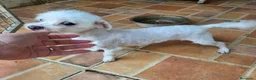 Bichón Maltés perros en venta: Bichon maltés  - Anuncio 4