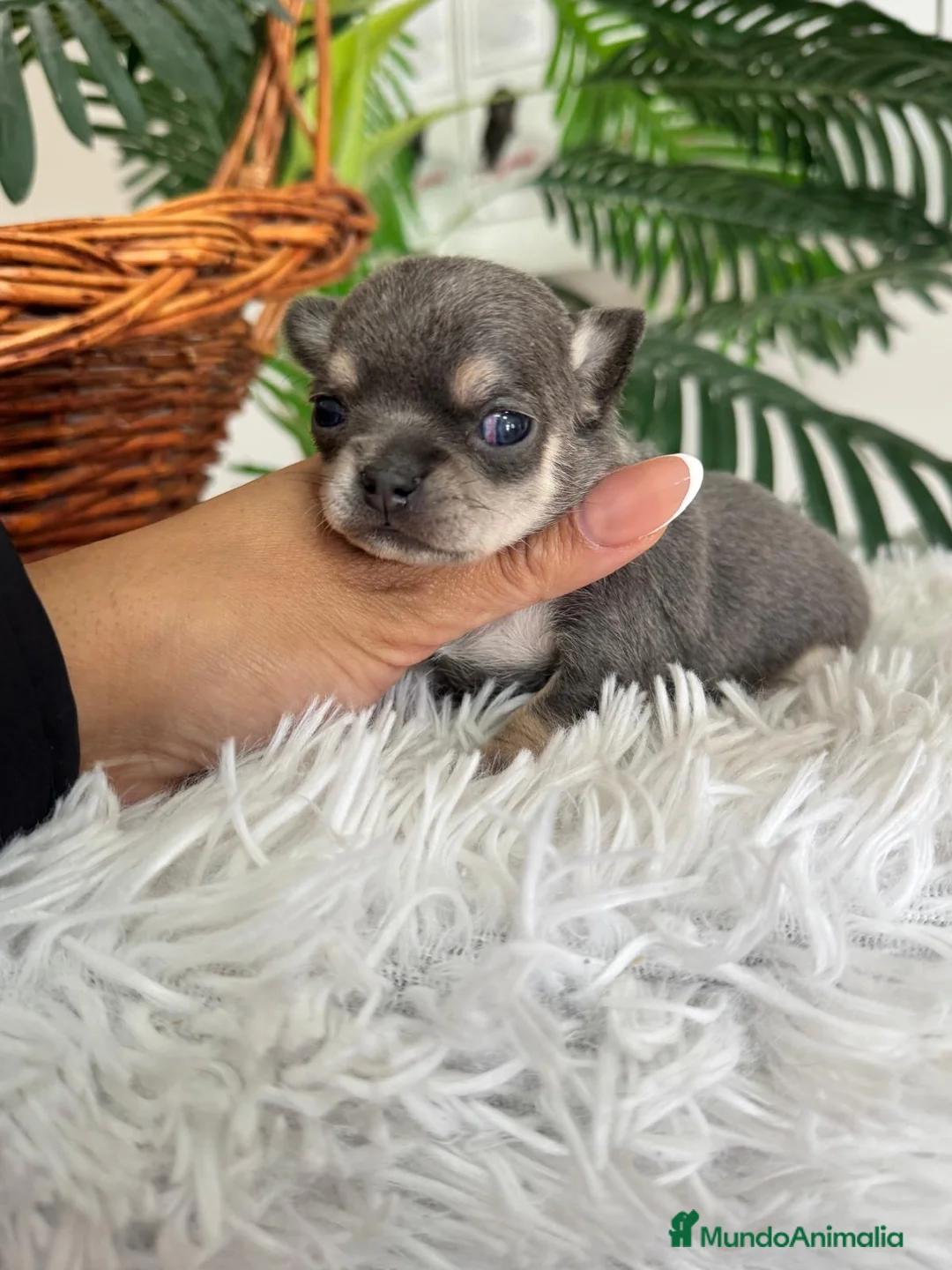 Chihuahua perros en venta: CHIHUAHUA BLUE - Anuncio 6
