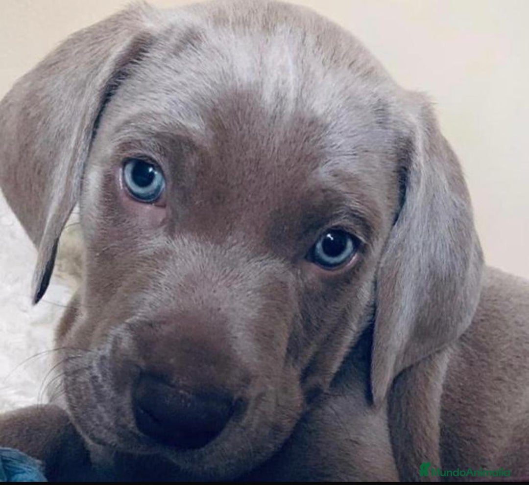 Weimaraner perros en venta: Braco de Weimaraner  - Anuncio 5