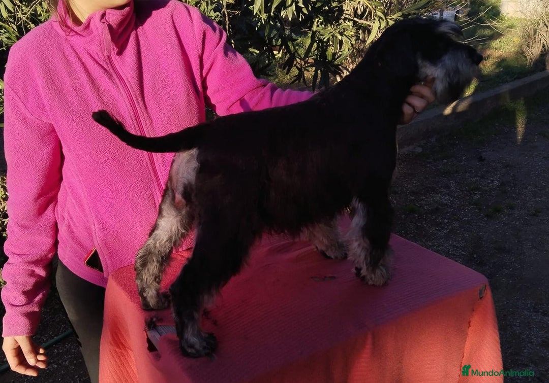 Schnauzer Miniatura perros en venta: Machos de schnauzer miniatura  - Anuncio 2