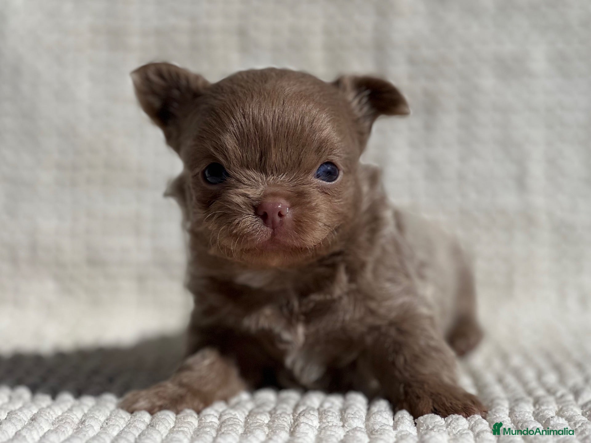 Chihuahua perros en venta: PRECIOSO CHIHUAHUA LINEA RUSA CABEZA DE MANZANA - Anuncio 9