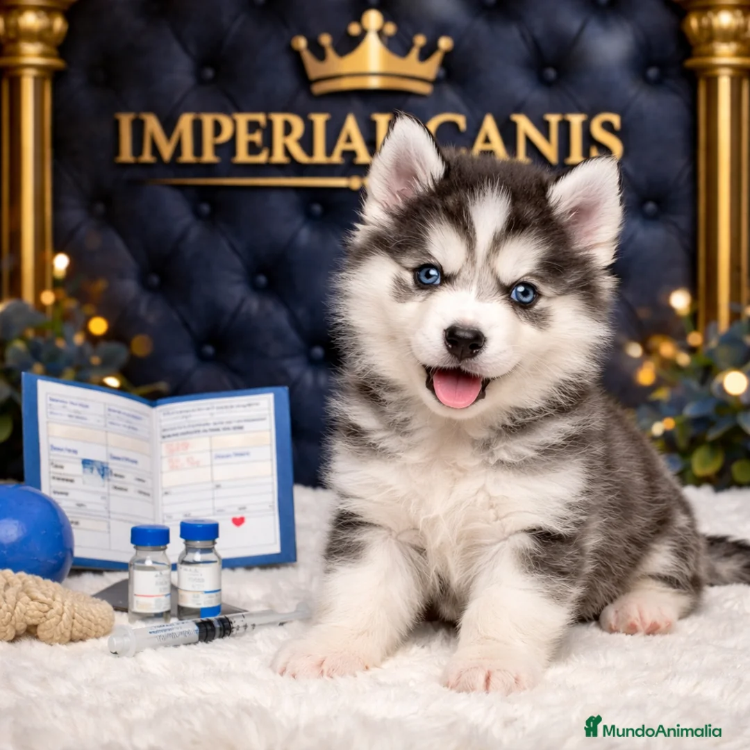 Husky Siberiano perros en venta: CACHORROS HUSKY SIBERIANO  - Anuncio 1