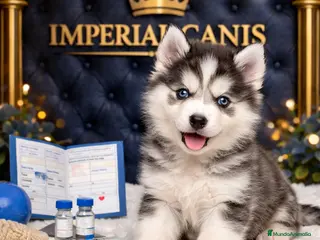 Husky Siberiano perros CACHORROS HUSKY SIBERIANO - Anuncio 2