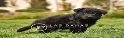 Pastor Alemán perros en venta: Pastor aleman - Anuncio 3