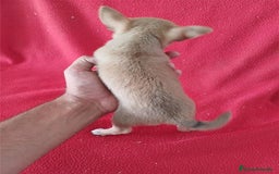 Chihuahua perros en venta: Chihuahua Mini  - Imagen 2