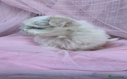 Bichón Maltés perros en venta: Coreano 💯 x 💯 Bichón maltes  - Anuncio 2