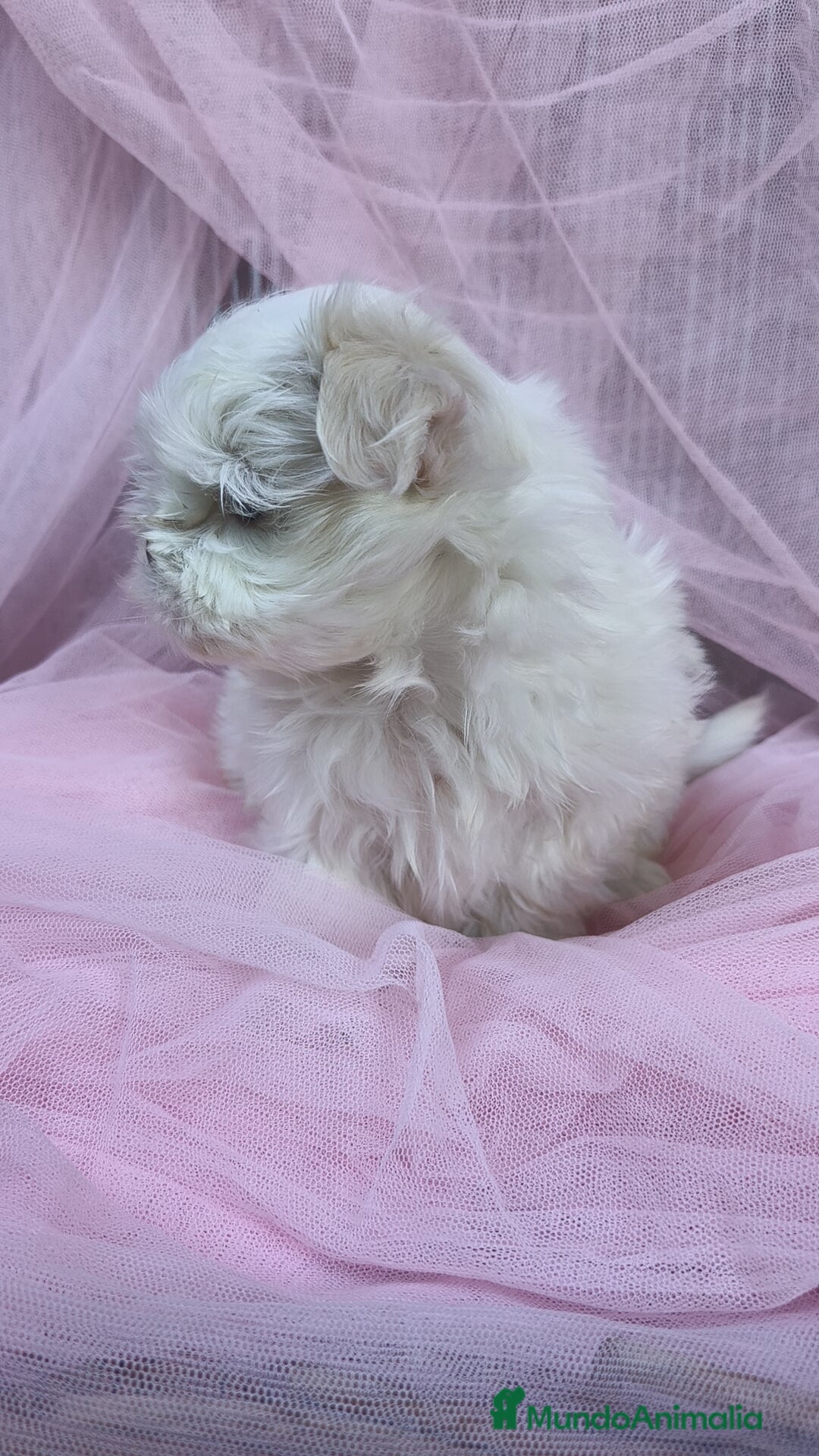 Bichón Maltés perros en venta: Coreano 💯 x 💯 Bichón maltes  - Anuncio 2