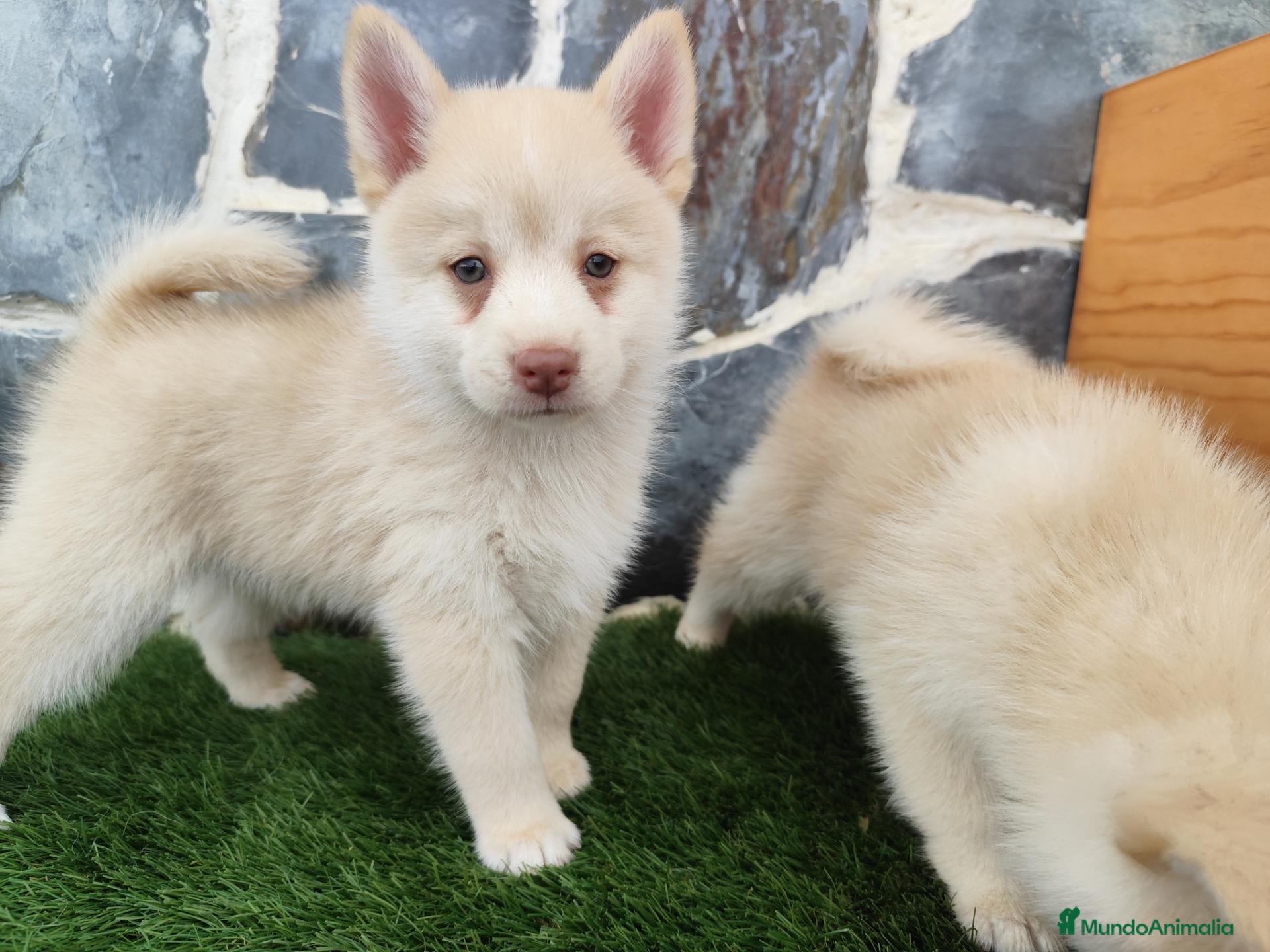 Pomsky perros Pomsky  - Anuncio 3