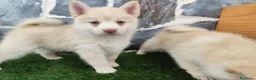 Pomsky perros en venta: Pomsky  - Anuncio 1