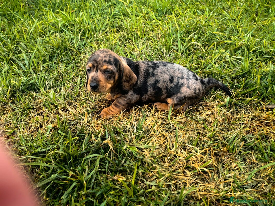 Teckel Miniatura perros en venta: Teckel miniatura  - Anuncio 14