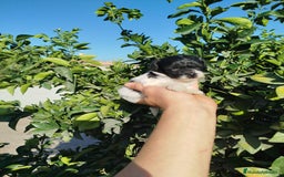 Maltipoo perros en venta: Maltipoo  - Imagen 2