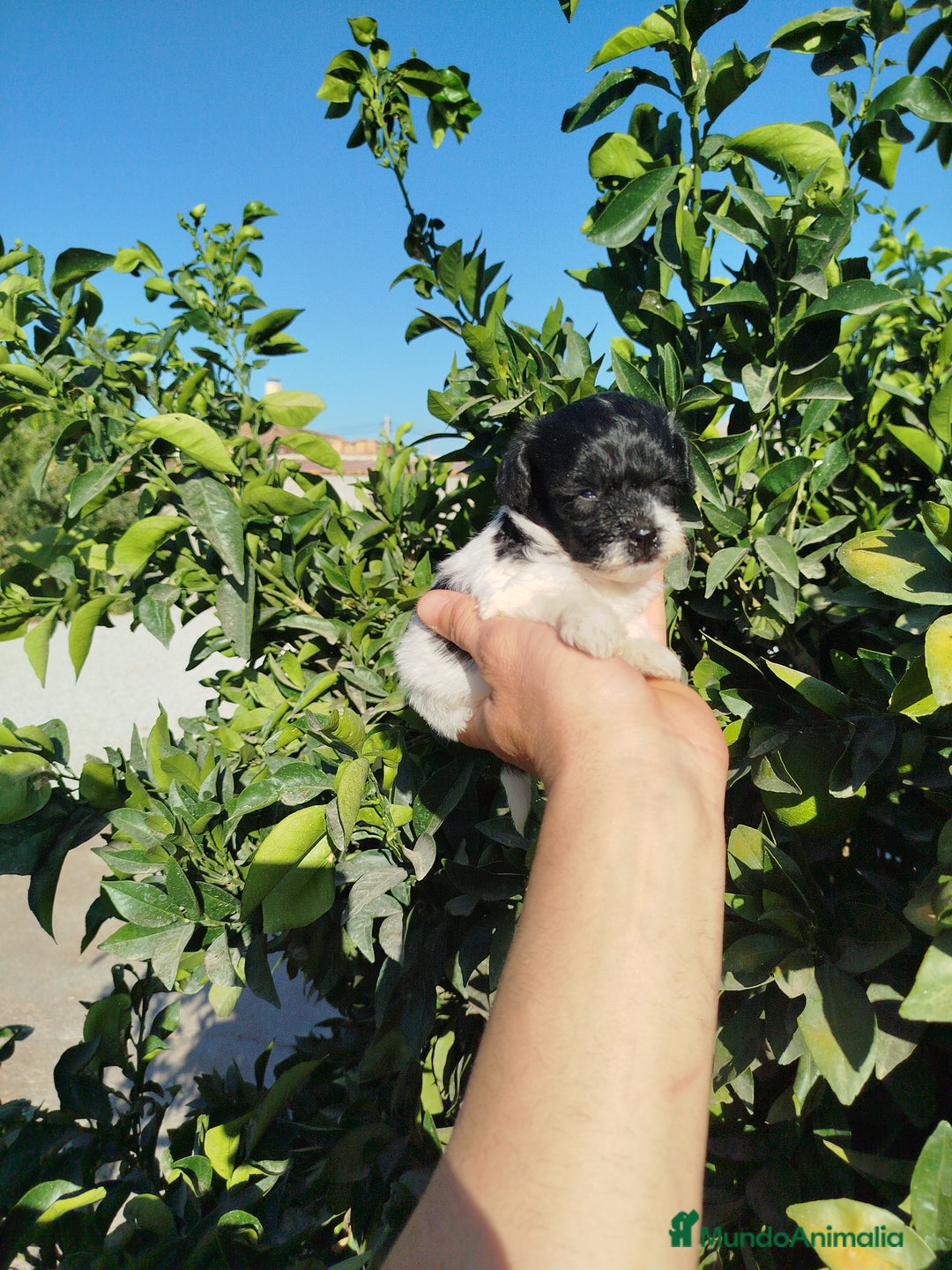 Maltipoo perros en venta: Maltipoo  - Imagen 2