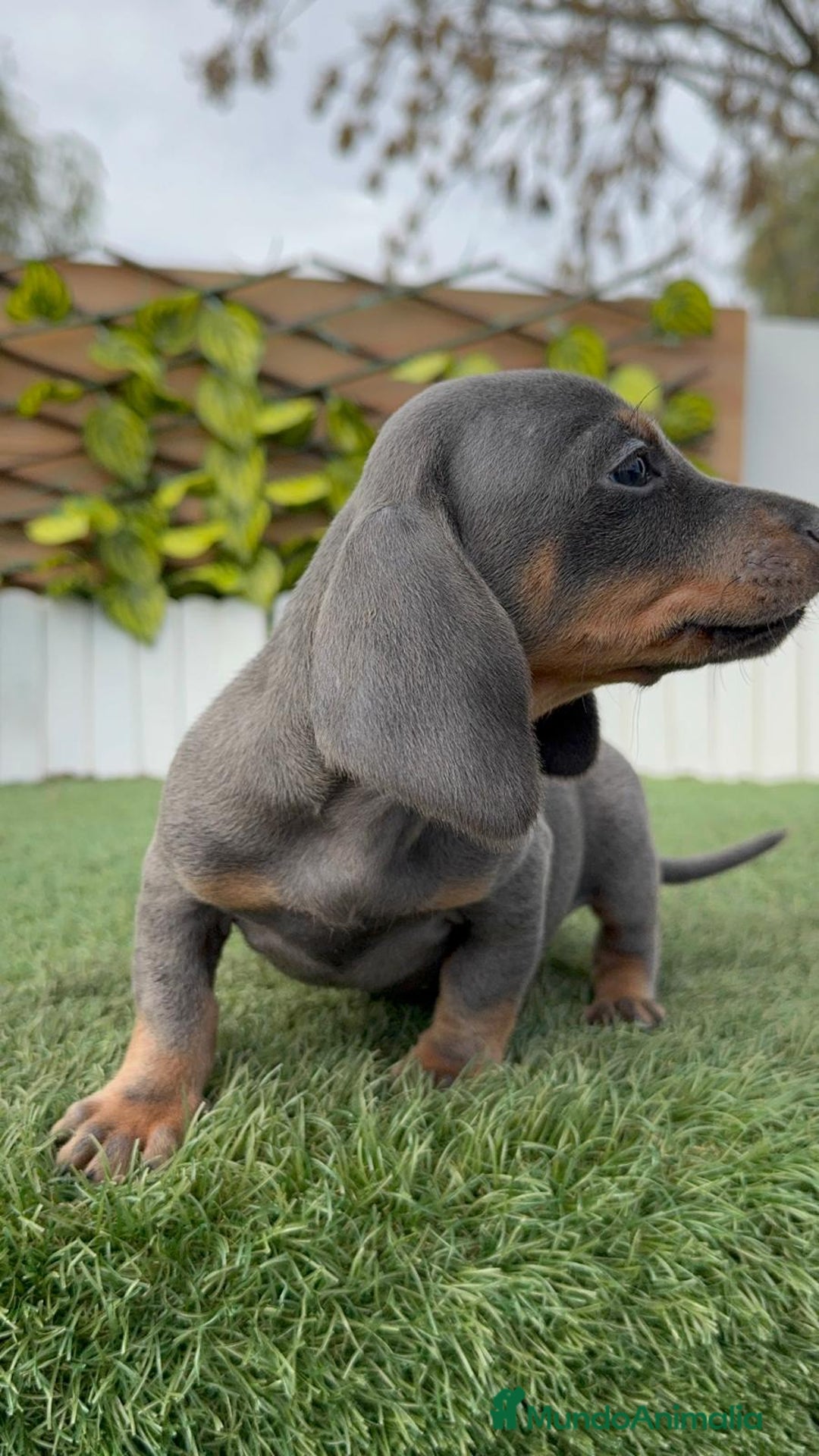 Teckel Miniatura perros en venta: TECKEL MINIATURA BLUE - Anuncio 14