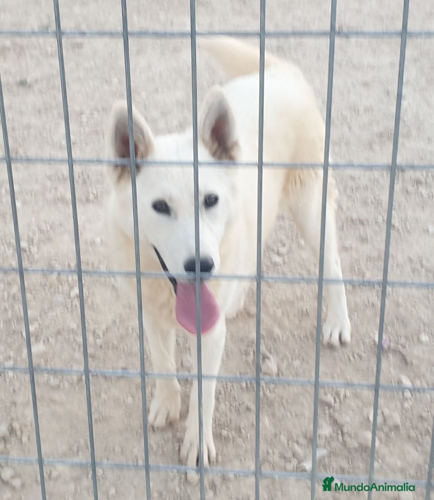 Husky Siberiano perros Husky siberiano blanca con pedigree - Anuncio 1