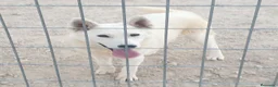 Husky Siberiano perros en venta: Husky siberiano blanca con pedigree - Anuncio 1