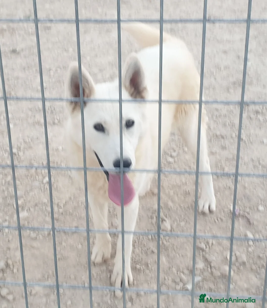 Husky Siberiano perros en venta: Husky siberiano blanca con pedigree - Anuncio 1