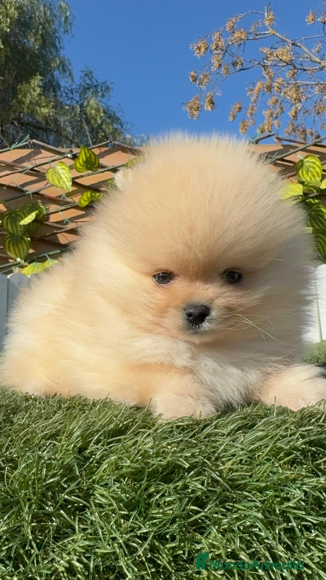 Pomerania perros en venta: POMERANIA CARITA DE OSITO - Anuncio 21