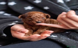 Caniche Toy perros en venta: Caniche toy rojo intenso - Anuncio 9