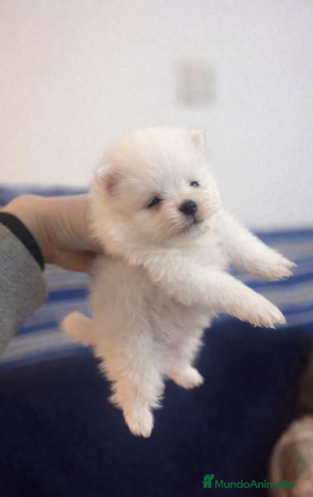 Pomerania perros en venta: Pomerania  mini  - Anuncio 2