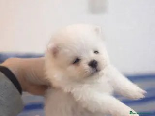 Pomerania perros Pomerania toy micro macho osito - Anuncio 33