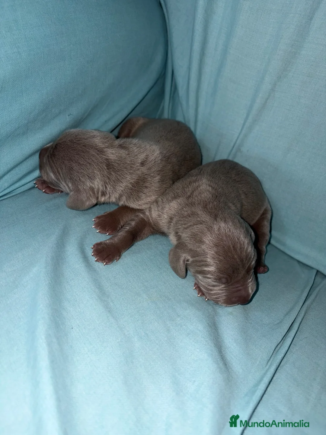 Braco Alemán de Pelo Corto perros en venta: BRACOS DE WEIMAR  - Anuncio 2