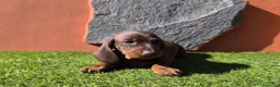 Teckel Miniatura perros en venta: TECKEL MINIATURA EN CANARIAS  - Anuncio 6